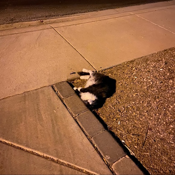 🐰🐈‍⬛🥬🪴Pets eatting + playing 
June 2022 from Arizona Update 2025🥳💝 - Picture 7 of 13